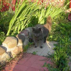 Апартаменты У Ивановской, Суздаль, Владимирская область