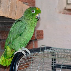 Гостевой дом Поповых, Суздаль, Владимирская область