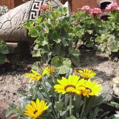 Апартаменты Надежда, Суздаль, Владимирская область