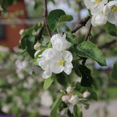Отель У башни, Суздаль, Владимирская область