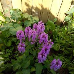 Гостевой дом На Покровской 20, Суздаль, Владимирская область