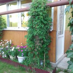 Гостевой дом На Покровской 20, Суздаль, Владимирская область