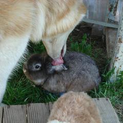 Гостевой дом Сказка, Суздаль, Владимирская область