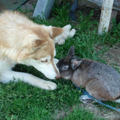 Гостевой дом Сказка, Суздаль, Владимирская область
