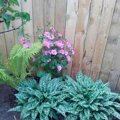 Гостевой дом На Покровской 20, Суздаль, Владимирская область