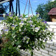 Гостевой дом На Покровской 20, Суздаль, Владимирская область