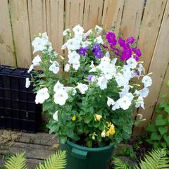 Гостевой дом На Покровской 20, Суздаль, Владимирская область