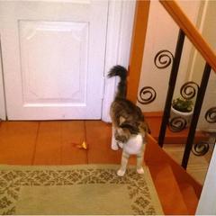 Гостевой дом Сказка, Суздаль, Владимирская область