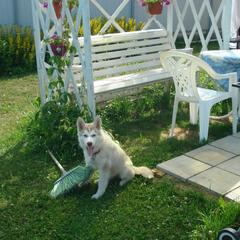 Гостевой дом Сказка, Суздаль, Владимирская область