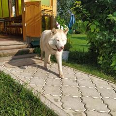 Гостевой дом Сказка, Суздаль, Владимирская область