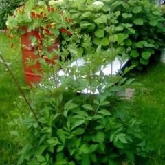 Гостевой дом Надежда, Суздаль, Владимирская область