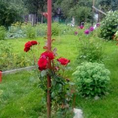 Гостевой дом Надежда, Суздаль, Владимирская область