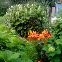 Гостевой дом Надежда, Суздаль, Владимирская область