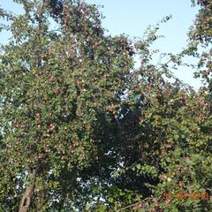 Гостевой дом Маришкин дом, Суздаль, Владимирская область
