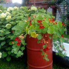 Гостевой дом Надежда, Суздаль, Владимирская область