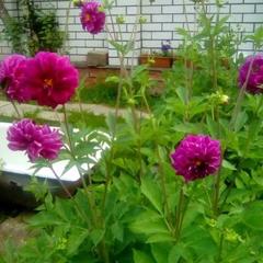 Гостевой дом Надежда, Суздаль, Владимирская область