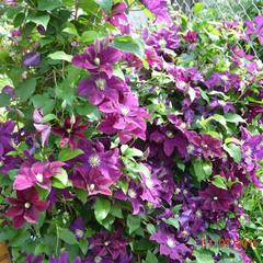 Гостевой дом Маришкин дом, Суздаль, Владимирская область