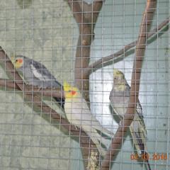 Гостевой дом Маришкин дом, Суздаль, Владимирская область