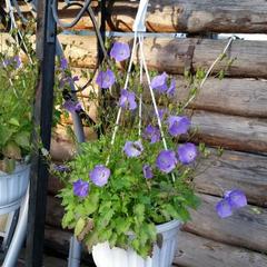 Апартаменты Александровские Усадьбы, Суздаль, Владимирская область