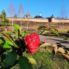 Гостевой дом У Галины на Покровской, Суздаль, Владимирская область