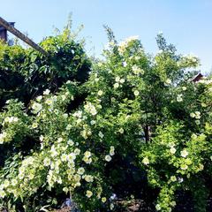 Гостевой дом Эко-дом у реки, Суздаль, Владимирская область