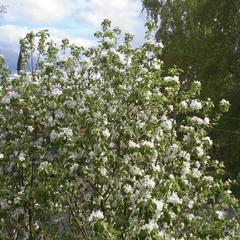 Гостевой дом Эко-дом у реки, Суздаль, Владимирская область