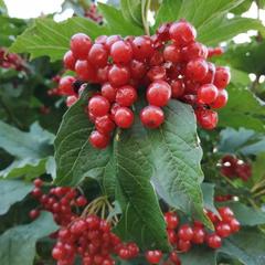 Гостевой дом В центральном парке, Суздаль, Владимирская область