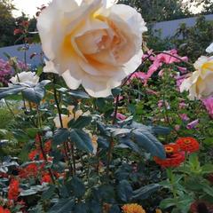 Гостевой дом В центральном парке, Суздаль, Владимирская область