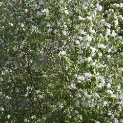 Гостевой дом Эко-дом у реки, Суздаль, Владимирская область