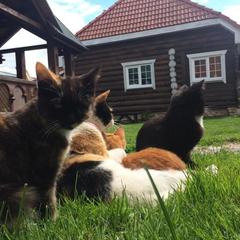 Гостевой двор Веры Федоровны, Суздаль, Владимирская область