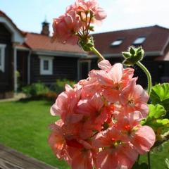 Гостевой двор Веры Федоровны, Суздаль, Владимирская область