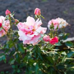 Гостевой дом На Кремлевском берегу, Суздаль, Владимирская область