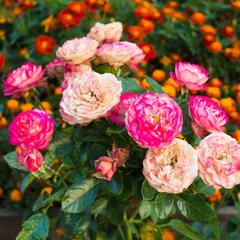 Гостевой дом На Кремлевском берегу, Суздаль, Владимирская область