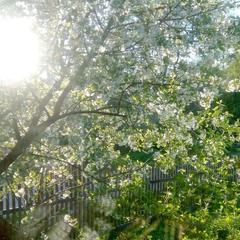 Гостевой дом Марфа и Бобер, Суздаль, Владимирская область