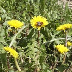 Гостевой дом Марфа и Бобер, Суздаль, Владимирская область