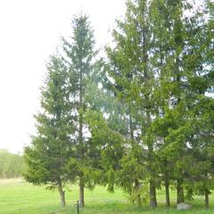 Гостевой дом Хуторок, Суздаль, Владимирская область