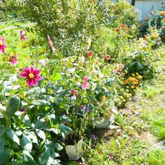 Гостевой дом Хуторок, Суздаль, Владимирская область