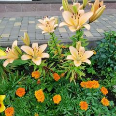 Гостевой дом Хуторок, Суздаль, Владимирская область