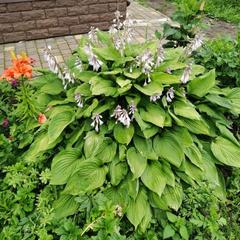 Гостевой дом Хуторок, Суздаль, Владимирская область