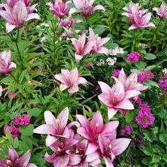 Гостевой дом Хуторок, Суздаль, Владимирская область