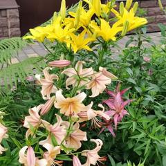 Гостевой дом Хуторок, Суздаль, Владимирская область