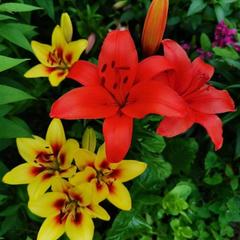 Гостевой дом Хуторок, Суздаль, Владимирская область