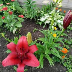 Гостевой дом Хуторок, Суздаль, Владимирская область