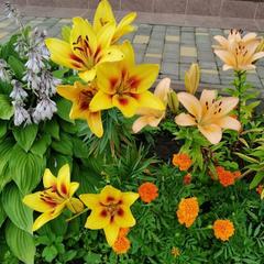 Гостевой дом Хуторок, Суздаль, Владимирская область