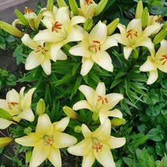 Гостевой дом Хуторок, Суздаль, Владимирская область