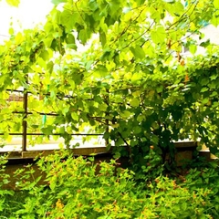 Гостиница Калифорния, Сукко, Краснодарский край