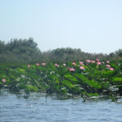 Рыболовная база Карай, Сухоненок, Астраханская область
