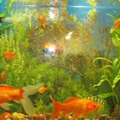 Мини-гостиница Золотая Рыбка, Сызрань, Самарская область