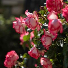 Гостиничный комплекс Старый город, Тамань, Краснодарский край