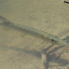 Рыболовная база Рыболовная база Емеля Фиш, Тамбовка, Астраханская область